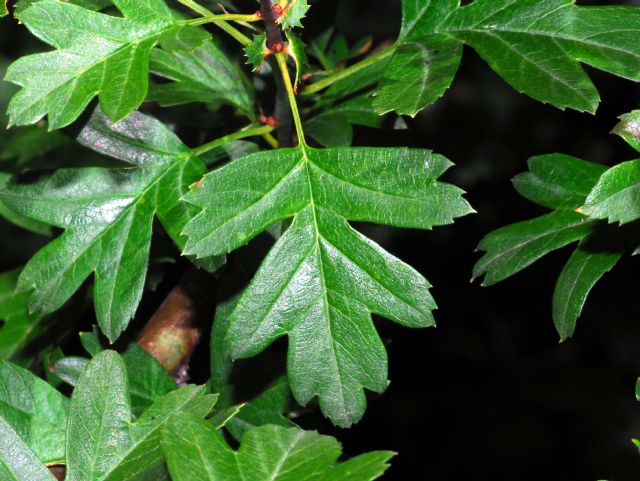 Pianta con bacche rosse e verdi: Biancospino / Crataegus sp. (Rosaceae)